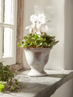 Cox & Cox Indoor Planting<Aged Effect Ceramic Planter