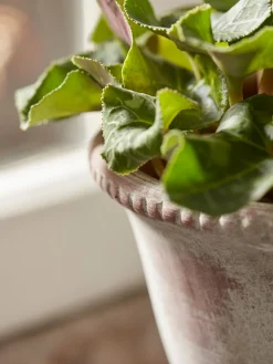 Cox & Cox Indoor Planting<Aged Effect Ceramic Planter