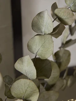 Cox & Cox Faux Plants & Flowers<Dried Eucalyptus & Gypsophila Bouquet