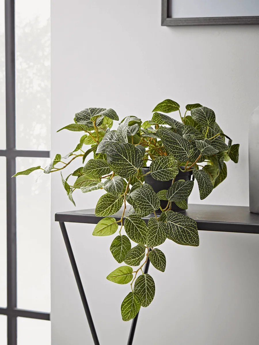 Cox & Cox Faux Potted Plants|Faux Plants & Flowers<Faux Potted Fittonia