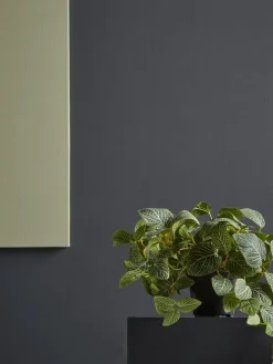 Cox & Cox Faux Potted Plants|Faux Plants & Flowers<Faux Potted Fittonia