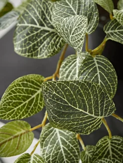 Cox & Cox Faux Potted Plants|Faux Plants & Flowers<Faux Potted Fittonia