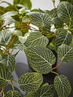 Cox & Cox Faux Potted Plants|Faux Plants & Flowers<Faux Potted Fittonia