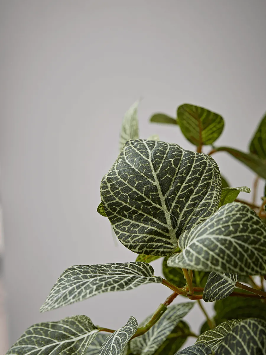 Cox & Cox Faux Potted Plants|Faux Plants & Flowers<Faux Potted Fittonia