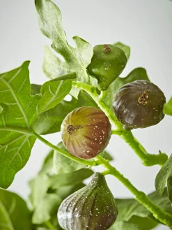 Cox & Cox Faux Potted Plants|Faux Plants & Flowers<Faux Potted Fruiting Fig Tree