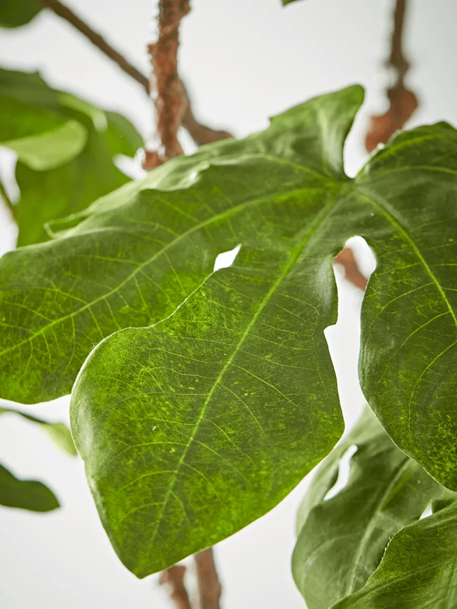 Cox & Cox Faux Potted Plants|Faux Plants & Flowers<Faux Potted Fruiting Fig Tree
