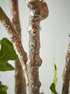 Cox & Cox Faux Potted Plants|Faux Plants & Flowers<Faux Potted Fruiting Fig Tree