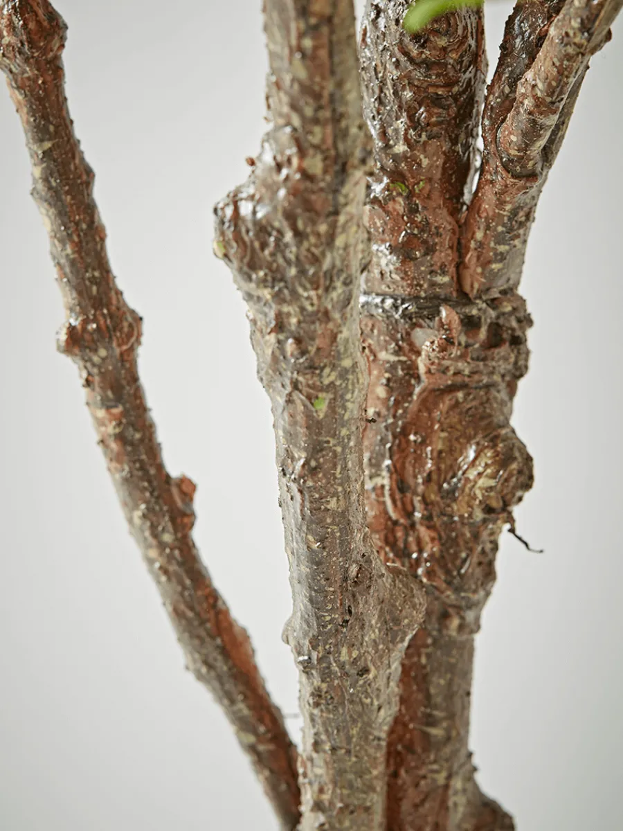 Cox & Cox Faux Potted Plants|Faux Plants & Flowers<Faux Potted Fruiting Fig Tree