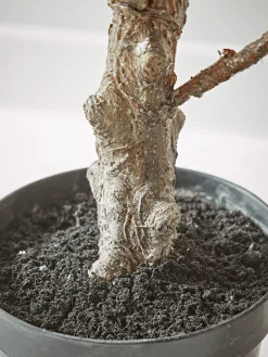 Cox & Cox Faux Potted Plants|Faux Plants & Flowers<Faux Potted Fruiting Fig Tree