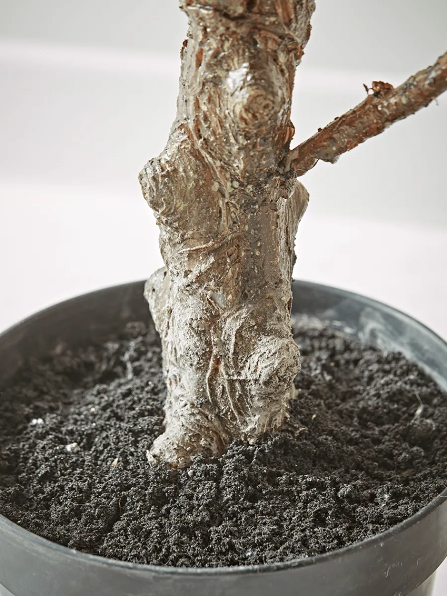 Cox & Cox Faux Potted Plants|Faux Plants & Flowers<Faux Potted Fruiting Fig Tree