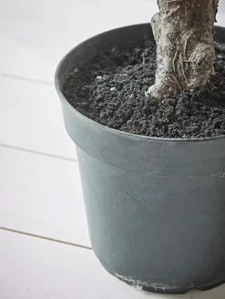 Cox & Cox Faux Potted Plants|Faux Plants & Flowers<Faux Potted Fruiting Fig Tree