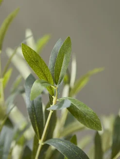 Cox & Cox Faux Potted Plants|Faux Plants & Flowers<Faux Potted Olive Tree