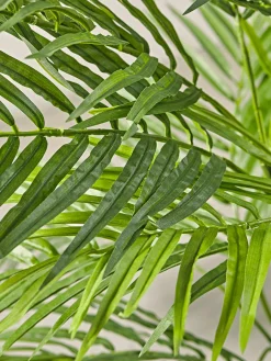 Cox & Cox Faux Potted Plants|Faux Plants & Flowers<Faux Potted Palm Tree