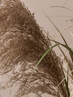 Cox & Cox Faux Plants & Flowers<Faux Potted Pampas Grass