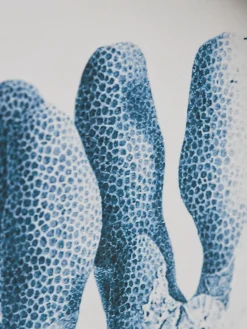 Cox & Cox Wall Art<Four Coral Framed Prints