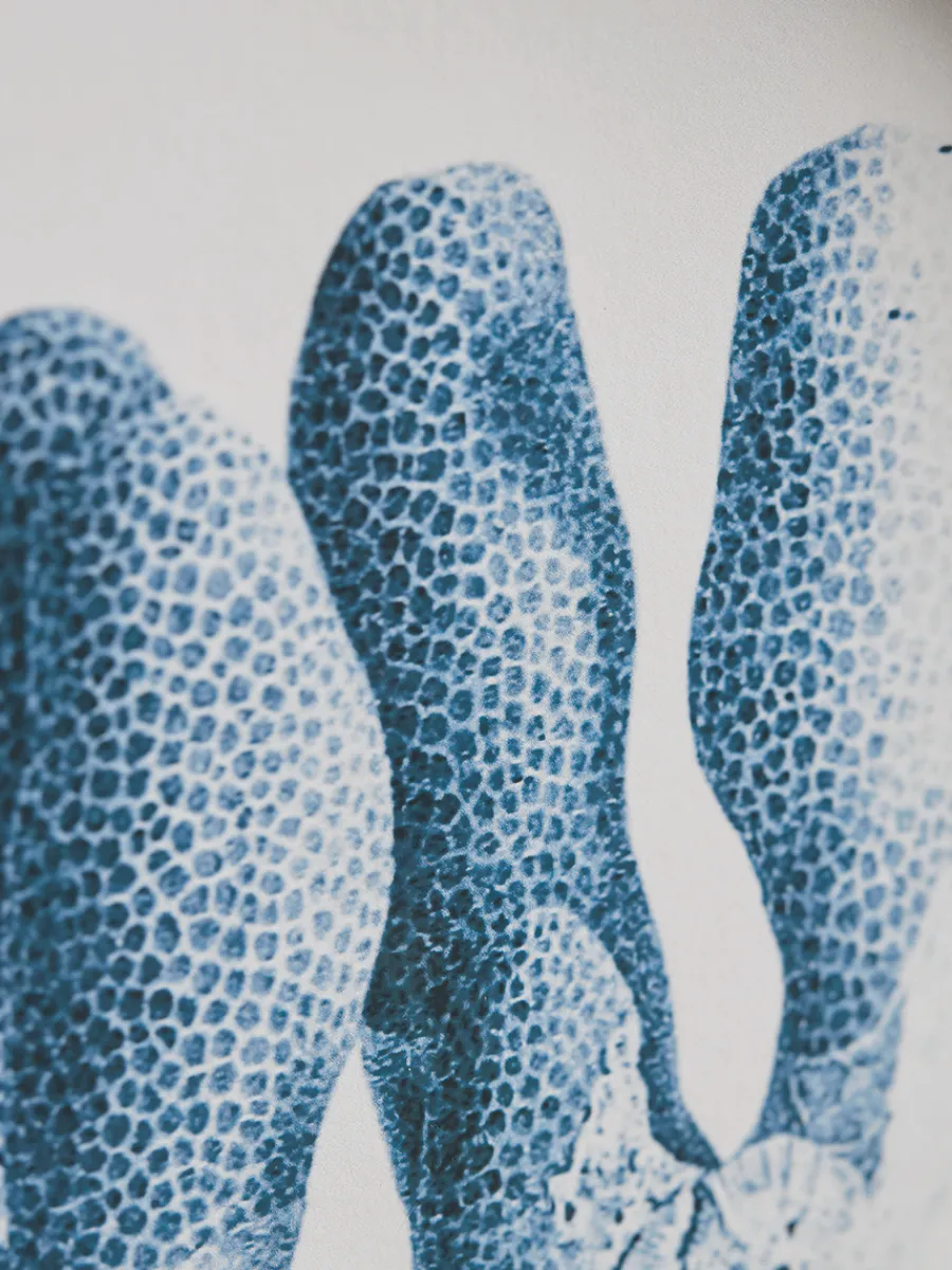 Cox & Cox Wall Art<Four Coral Framed Prints