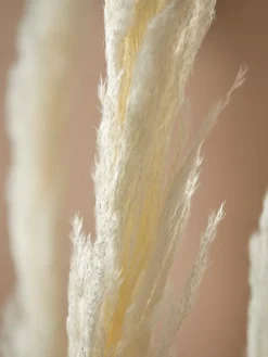 Cox & Cox Faux Stems|Faux Plants & Flowers<Six Pampas Grass Stems - Cream