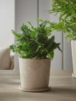 Cox & Cox Indoor Planting<Speckled Glazed Planter & Saucer - Small