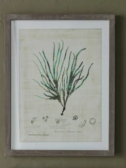 Cox & Cox Wall Art<Three Botanical Wall Art Prints