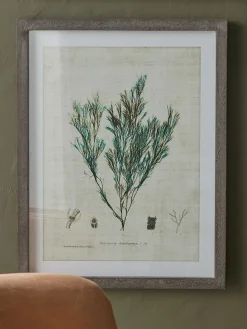 Cox & Cox Wall Art<Three Botanical Wall Art Prints