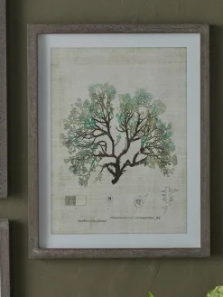 Cox & Cox Wall Art<Three Botanical Wall Art Prints