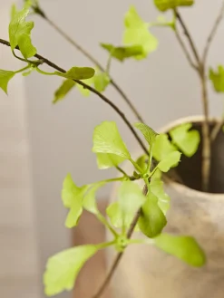 Cox & Cox Faux Stems|Faux Plants & Flowers<Three Faux Gingko Leaf Sprays