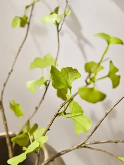 Cox & Cox Faux Stems|Faux Plants & Flowers<Three Faux Gingko Leaf Sprays