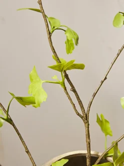 Cox & Cox Faux Stems|Faux Plants & Flowers<Three Faux Gingko Leaf Sprays