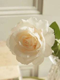 Cox & Cox Faux Stems|Faux Plants & Flowers<Three Faux Rose Stems - Soft Peach