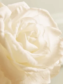 Cox & Cox Faux Stems|Faux Plants & Flowers<Three Faux Rose Stems - Soft Peach