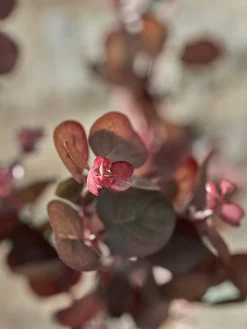 Cox & Cox Faux Stems|Faux Plants & Flowers<Three Large Faux Eucalyptus Sprays - Burgundy