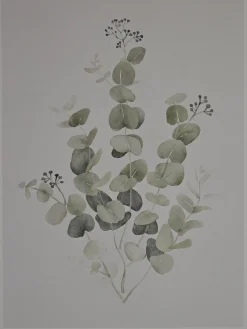 Cox & Cox Wall Art<Two Framed Eucalyptus Prints