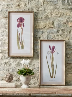 Cox & Cox Wall Art<Two Iris Framed Prints