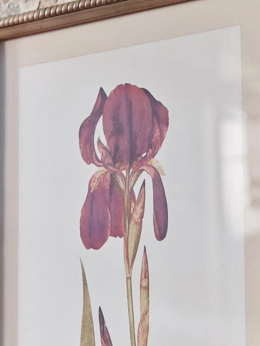 Cox & Cox Wall Art<Two Iris Framed Prints